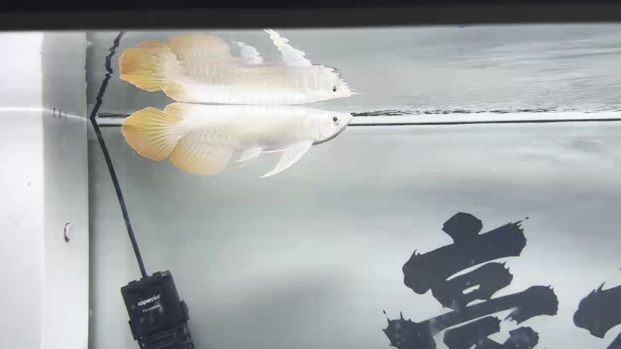 新魚剛到家
