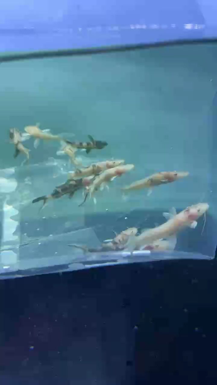 變異白子虎皮鴨嘴 變異白子虎皮鴨嘴 龍魚論壇