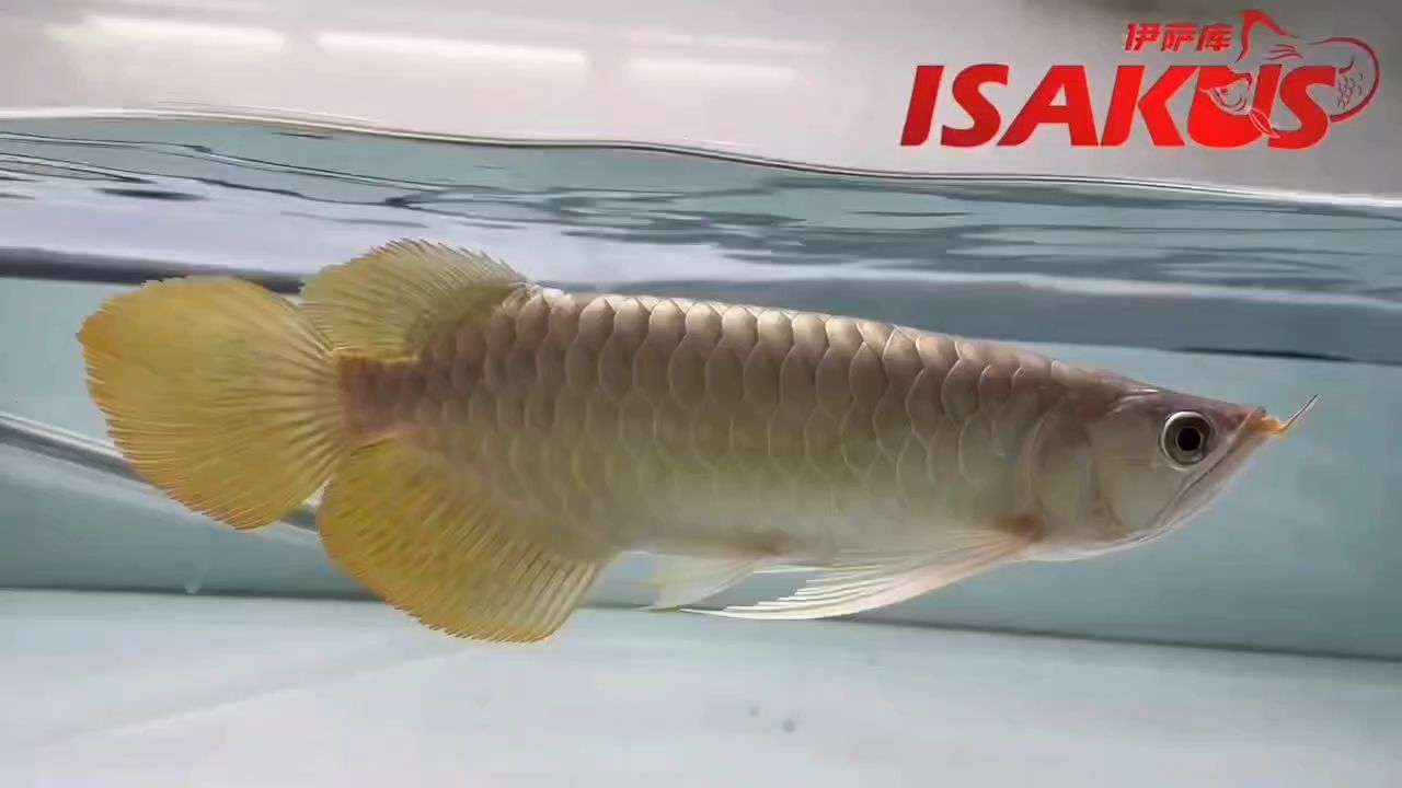 這個后三不用多解釋，實魚更值得你期待。
伊薩庫S級