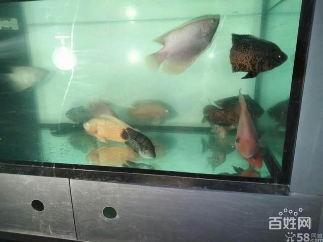 漢川哪有觀賞魚賣的店（孝感漢川市觀賞魚養殖現狀）