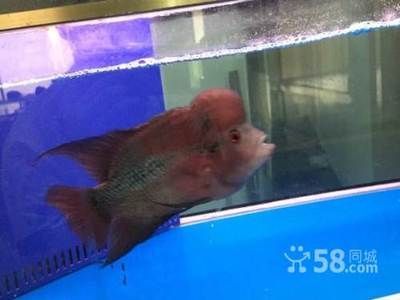 漢川哪有觀賞魚賣的店（孝感漢川市觀賞魚養殖現狀）
