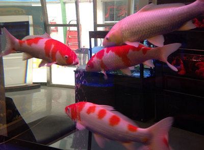 漢川哪有觀賞魚賣的店（孝感漢川市觀賞魚養殖現狀）