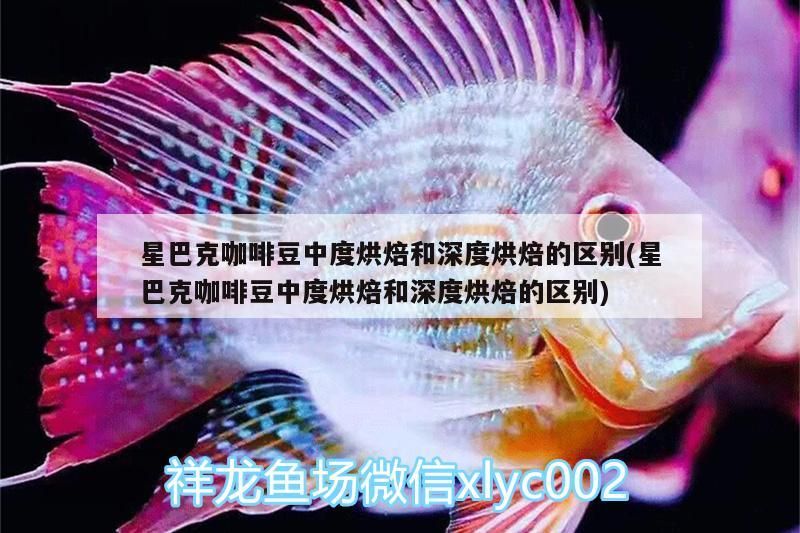 星巴克咖啡豆中度烘焙和深度烘焙的區別(星巴克咖啡豆中度烘焙和深度烘焙的區別) 星巴克咖啡豆中度烘焙和深度烘焙的區別(星巴克咖啡豆中度烘焙和深度烘焙的區別) 馬來西亞咖啡