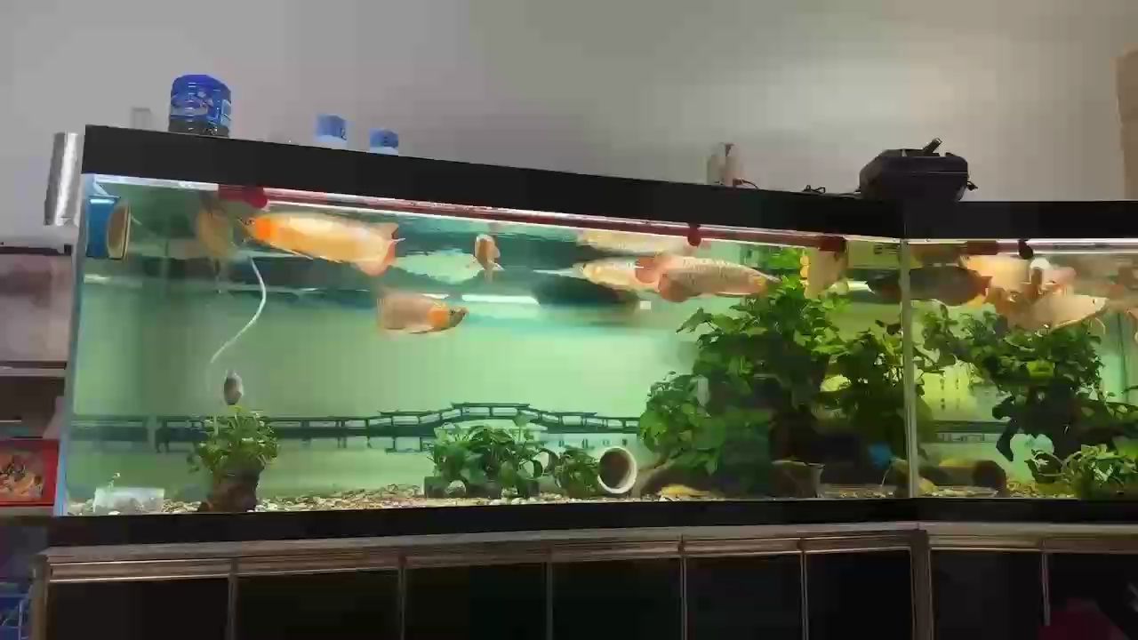 … … 龍魚論壇