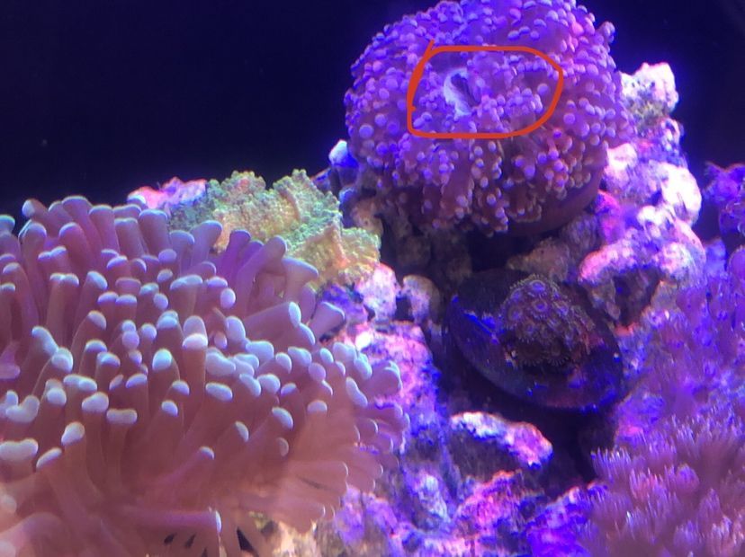 欽州水族批發(fā)市場在哪里啊電話地址（欽州水產批發(fā)市場在哪） 欽州水族批發(fā)市場在哪里啊電話地址（欽州水產批發(fā)市場在哪） 貝因美