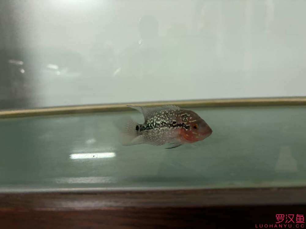 這魚有希望嗎,什么品種的羅漢魚 龍魚論壇 第1張 這魚有希望嗎,什么品種的羅漢魚 這魚有希望嗎,什么品種的羅漢魚 龍魚論壇 第1張