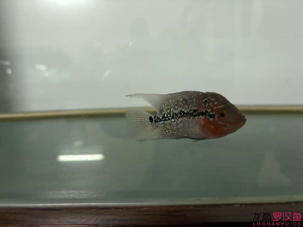這魚有希望嗎,什么品種的羅漢魚 龍魚論壇 第2張 這魚有希望嗎,什么品種的羅漢魚 這魚有希望嗎,什么品種的羅漢魚 龍魚論壇 第2張
