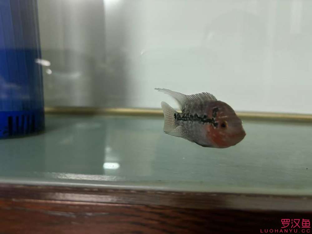 這魚有希望嗎,什么品種的羅漢魚 龍魚論壇 第4張 這魚有希望嗎,什么品種的羅漢魚 這魚有希望嗎,什么品種的羅漢魚 龍魚論壇 第4張