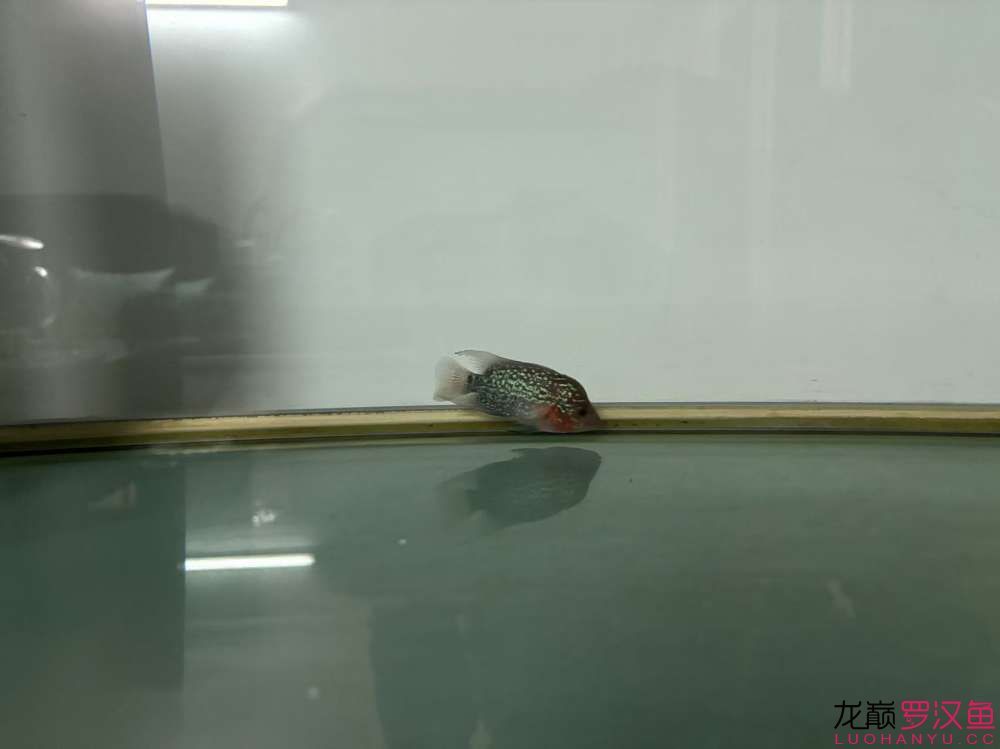 這魚有希望嗎,什么品種的羅漢魚 龍魚論壇 第3張 這魚有希望嗎,什么品種的羅漢魚 這魚有希望嗎,什么品種的羅漢魚 龍魚論壇 第3張