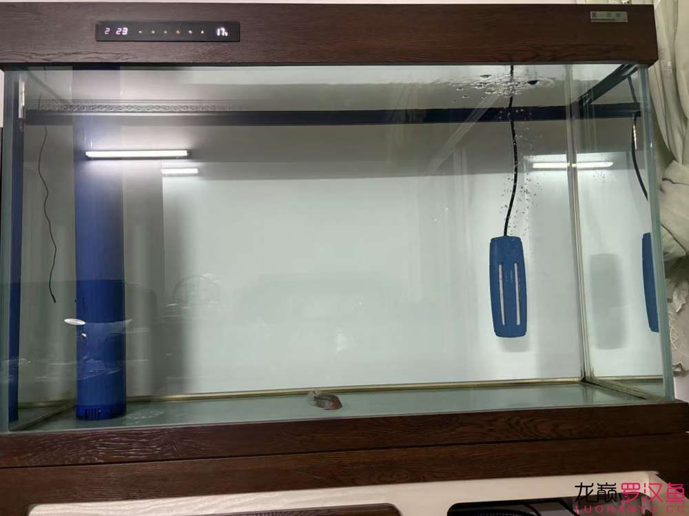 這魚有希望嗎,什么品種的羅漢魚 龍魚論壇 第6張 這魚有希望嗎,什么品種的羅漢魚 這魚有希望嗎,什么品種的羅漢魚 龍魚論壇 第6張