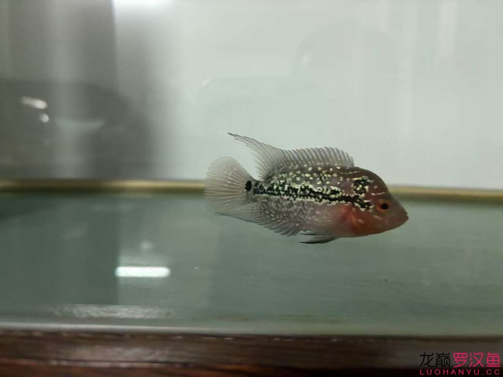 這魚有希望嗎,什么品種的羅漢魚 龍魚論壇 第5張 這魚有希望嗎,什么品種的羅漢魚 這魚有希望嗎,什么品種的羅漢魚 龍魚論壇 第5張