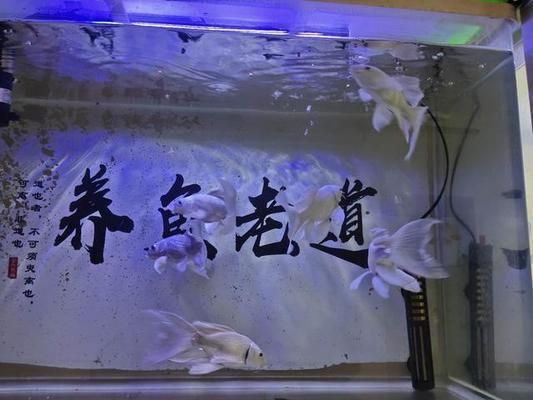 蝴蝶鯉暴須的6個征兆（蝴蝶鯉暴須的6個常見征兆）