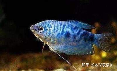 觀賞魚(yú)的市場(chǎng)需求多大（中國(guó)觀賞魚(yú)市場(chǎng)的發(fā)展趨勢(shì)）