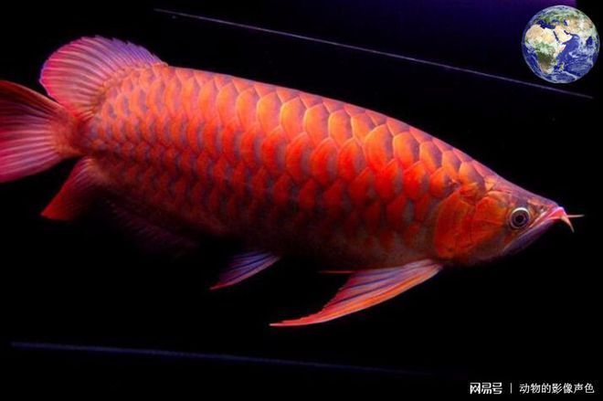 觀賞魚(yú)的市場(chǎng)需求多大（中國(guó)觀賞魚(yú)市場(chǎng)的發(fā)展趨勢(shì)）