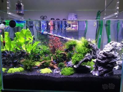 超白金魚缸視頻播放（關于超白金魚缸的相關信息）