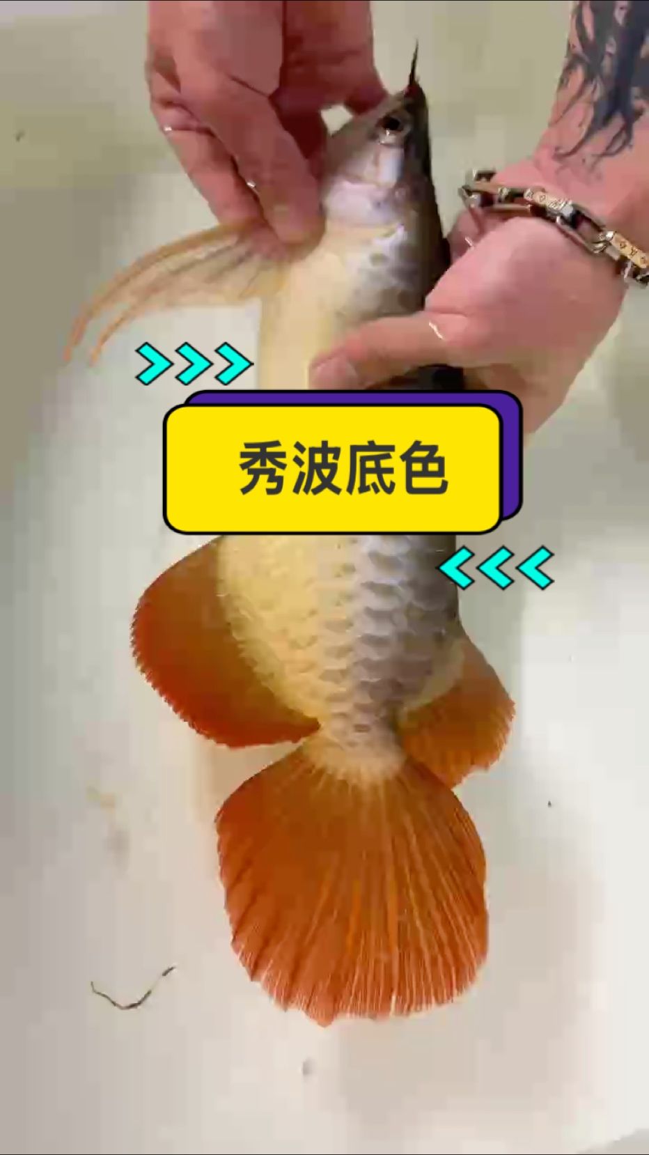 紅不紅看鱗底！ 那就自然光下秀波鱗底吧！ #萬隆天王紅龍 #龍魚 #紅龍 #觀賞魚