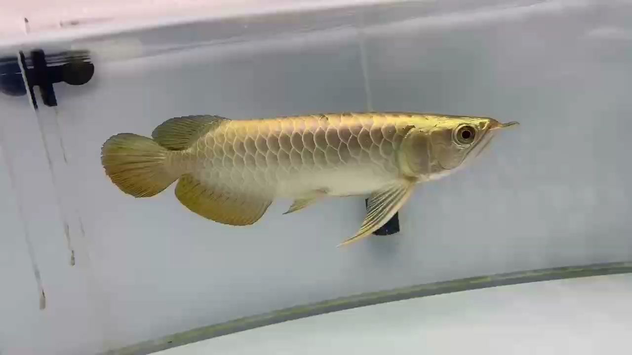 看看 看看 龍魚論壇