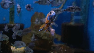 水族館壁紙高清:水族館壁紙高清,提供了一系列高清、逼真的海洋生物壁紙 水族館百科(水族館加盟) 第4張 水族館壁紙高清:水族館壁紙高清,提供了一系列高清、逼真的海洋生物壁紙 水族館壁紙高清:水族館壁紙高清,提供了一系列高清、逼真的海洋生物壁紙 水族館百科(水族館加盟) 第4張