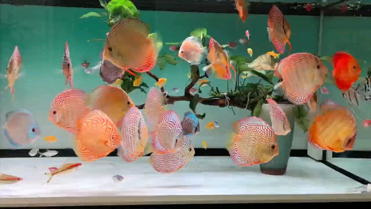 七彩神仙魚大盤子