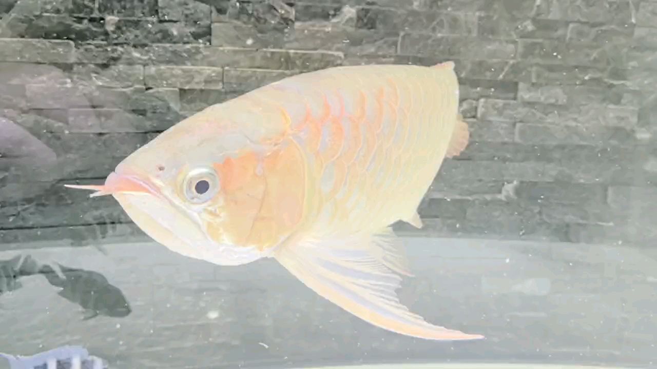 害羞了嘛