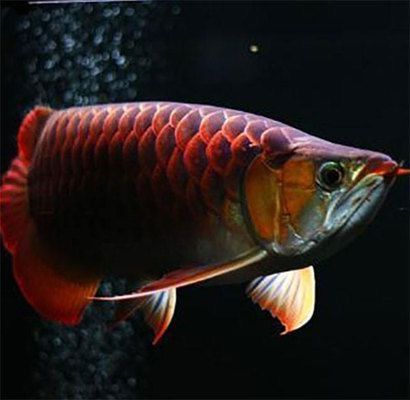 龍魚吃啥發色快vs祥龍魚場：祥龍魚場的龍魚品種介紹 龍魚吃啥發色快vs祥龍魚場：祥龍魚場的龍魚品種介紹 vs祥龍魚場 第2張