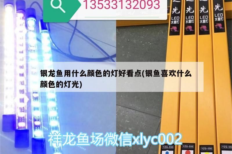 銀龍魚(yú)用什么顏色的燈好看點(diǎn)(銀魚(yú)喜歡什么顏色的燈光)