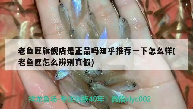 老魚匠旗艦店是正品嗎知乎推薦一下怎么樣(老魚匠怎么辨別真假)