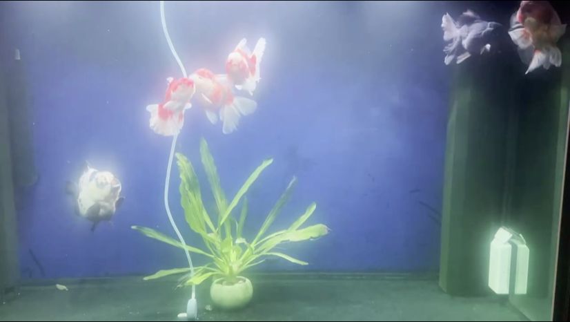 水深魚不靜 水深魚不靜 龍魚論壇
