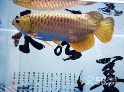 過背金龍魚幾年過背好養嗎：如何判斷過背金龍魚的健康狀況