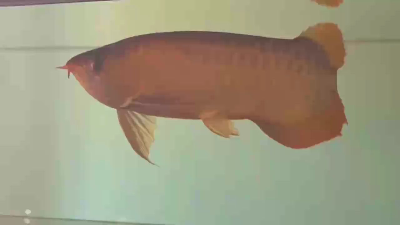 魚缸用增氧泵價格是多少:魚缸增氧機-xtrac增氧機-xtrac增氧機 牛魔王到此一游 龍魚論壇 牛魔王到此一游 牛魔王到此一游 龍魚論壇