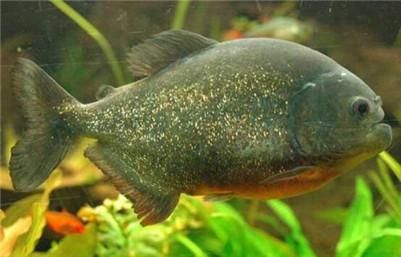 虎魚要多少溫度 虎魚要多少溫度 虎魚百科 第3張