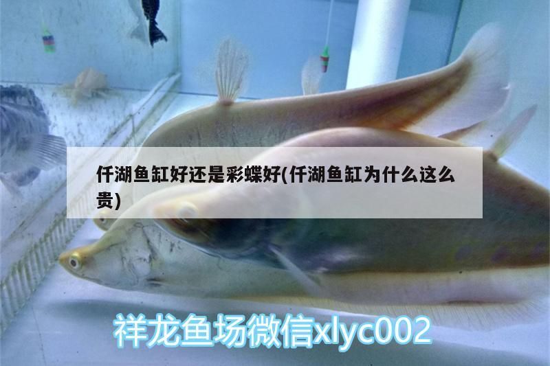 仟湖魚(yú)缸好還是彩蝶好(仟湖魚(yú)缸為什么這么貴)