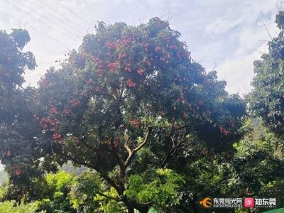 好玩的觀賞魚排行榜前十名（十大最受歡迎的觀賞魚排行榜：馬來西亞水族業者利用）