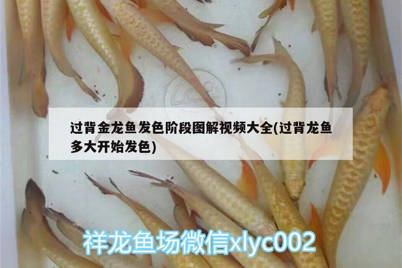 過背金龍魚發色階段圖解視頻大全(過背龍魚多大開始發色) 過背金龍魚發色階段圖解視頻大全(過背龍魚多大開始發色) 金龍魚百科