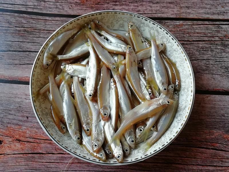 觀賞魚小白魚（養護小白魚需要注意以下幾點，適合初學者養護小白魚）