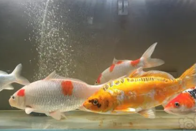 云南雷龍魚品種圖片：云南雷龍魚，神秘而迷人的水族瑰寶 云南雷龍魚品種圖片：云南雷龍魚，神秘而迷人的水族瑰寶 龍魚百科 第3張