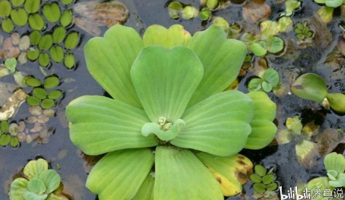 吃浮萍的觀賞魚叫什么名字好聽（如何讓浮萍在魚缸中生長）