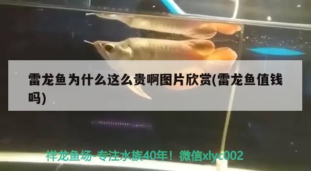 雷龍魚為什么這么貴啊圖片欣賞(雷龍魚值錢嗎)