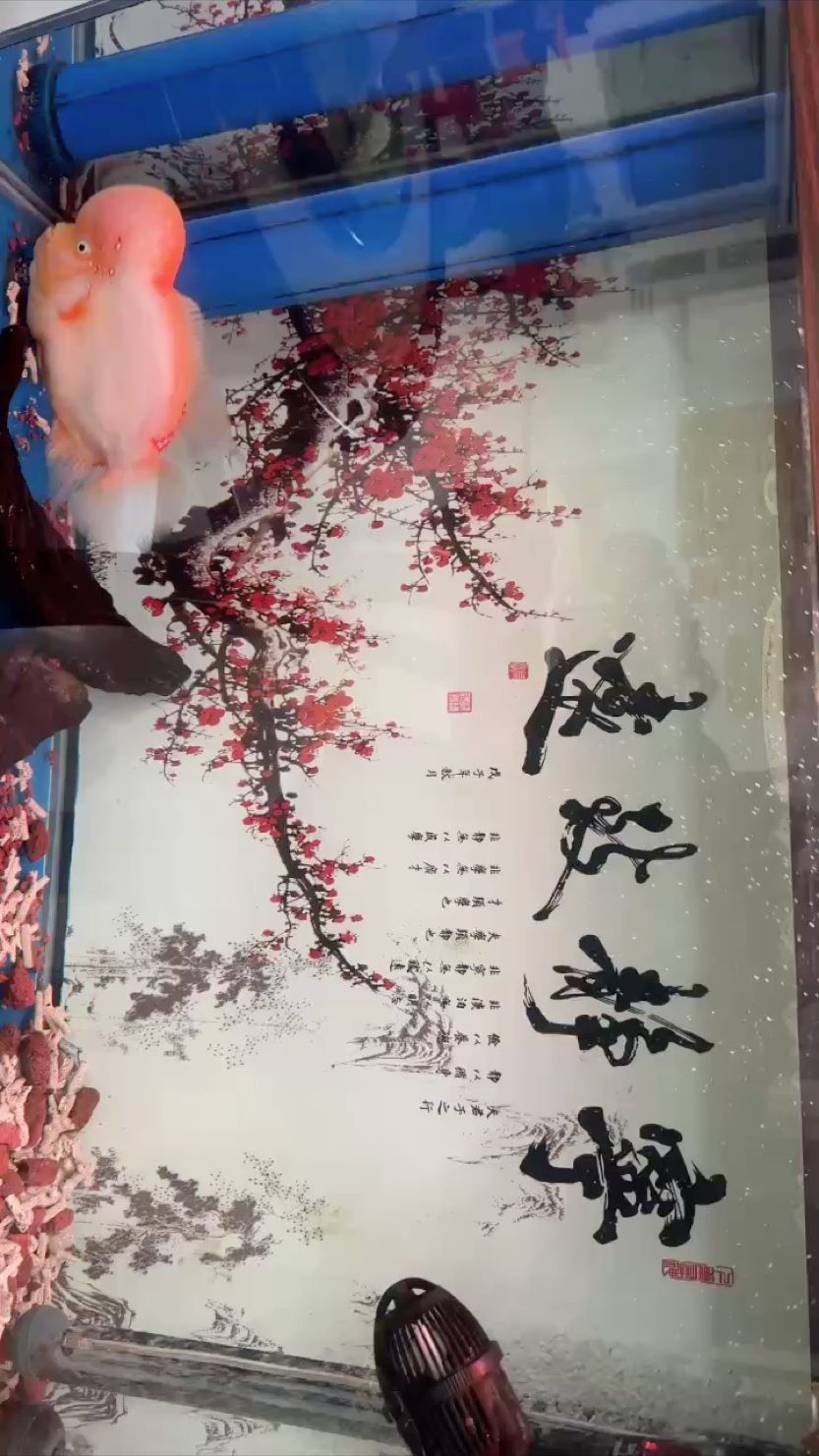 希望越來越美～雪山羅漢 希望越來越美～雪山羅漢 龍魚論壇