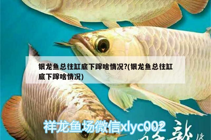 銀龍魚總往缸底下躥啥情況?(銀龍魚總往缸底下躥啥情況)