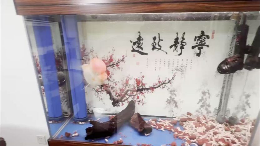 家有雪山已長成[aini] 家有雪山已長成[aini] 龍魚論壇