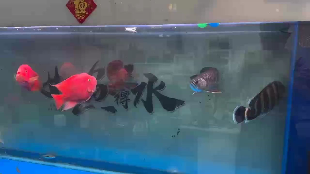 day、114 day、114 龍魚論壇