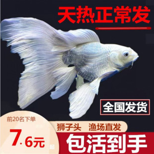 球體蝴蝶鯉魚苗價格（蝴蝶鯉魚苗價格范圍和規(guī)格差異）