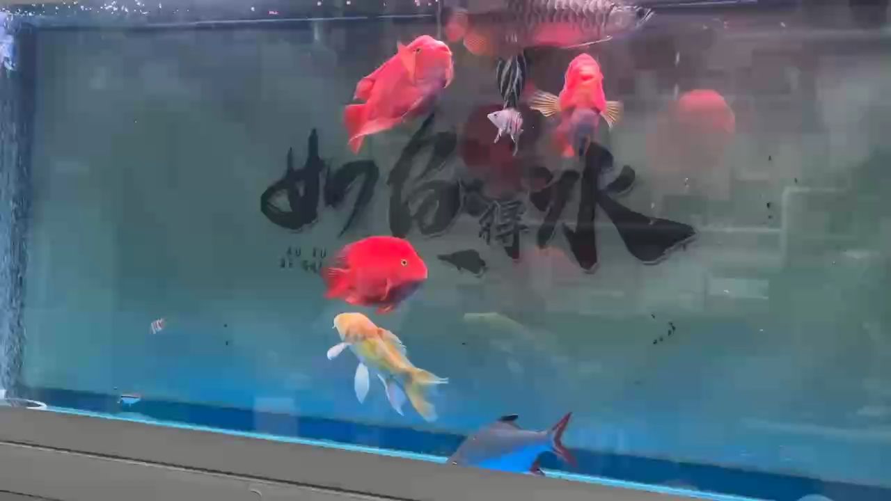 Day、21 不怕大魚了，但是褪紋