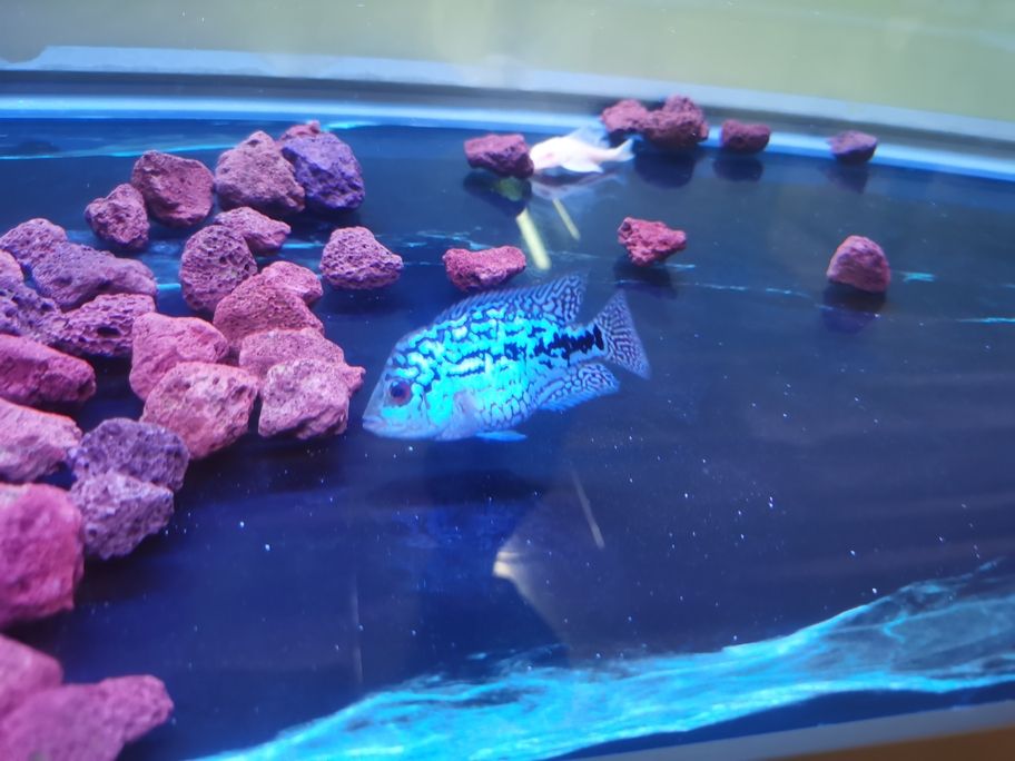 阿泰進入瓶頸期了，頭部沒什么大的發展！繼續攻頭吧！