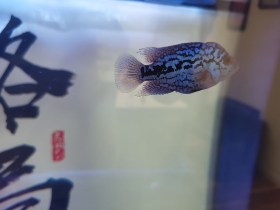 阿泰進入瓶頸期了，頭部沒什么大的發展！繼續攻頭吧！