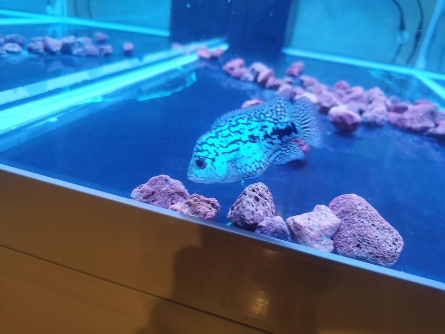 阿泰進入瓶頸期了，頭部沒什么大的發展！繼續攻頭吧！