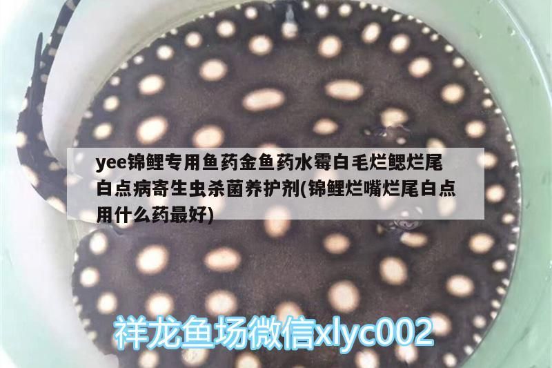 yee錦鯉專用魚藥金魚藥水霉白毛爛鰓爛尾白點病寄生蟲殺菌養護劑(錦鯉爛嘴爛尾白點用什么藥最好)