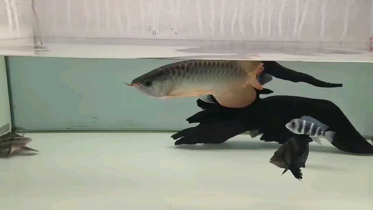 32+小紅龍 32+小紅龍 龍魚論壇