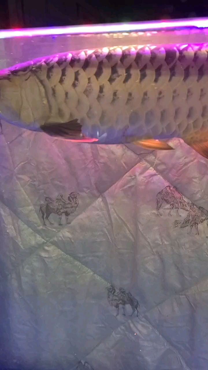 求大神看一下